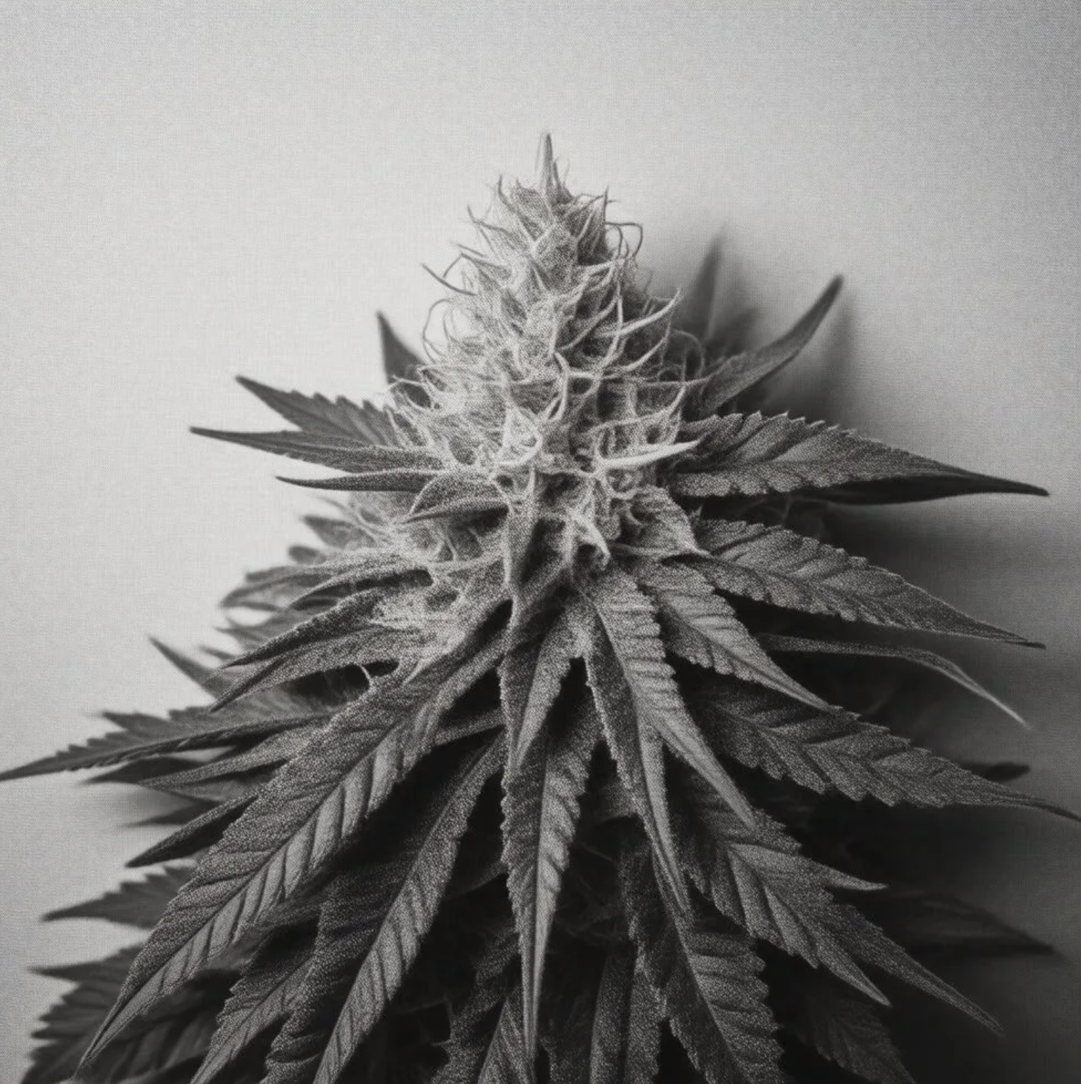 Is Smoking Weed a Sin? A Biblical Exploration of Marijuana